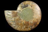Agatized Ammonite Fossil (Half) - Madagascar #116801-1